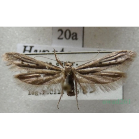 Hypatopa binotella (Thunberg, 1794) Czech20a